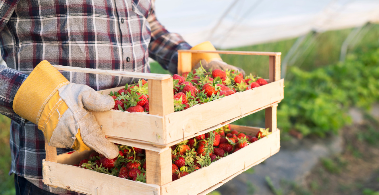 Бізнес-ідея: вирощування полуниці | OLX.ua